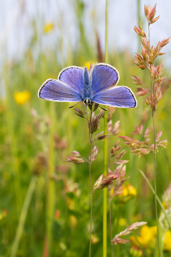 Common Blue 11